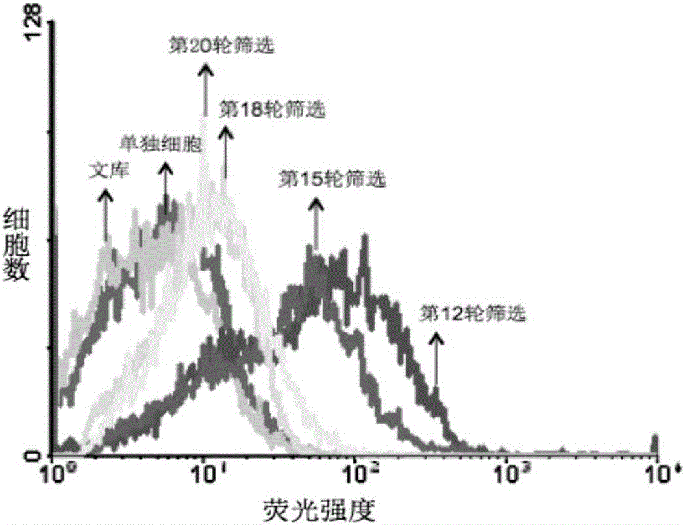 Nonalcoholic fatty liver cell aptamer and application thereof