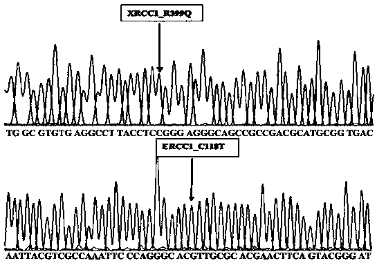 Primer for simultaneously detecting XRCC1, ERCC, GSTP1 and GSTM1 gene polymorphism, and method thereof