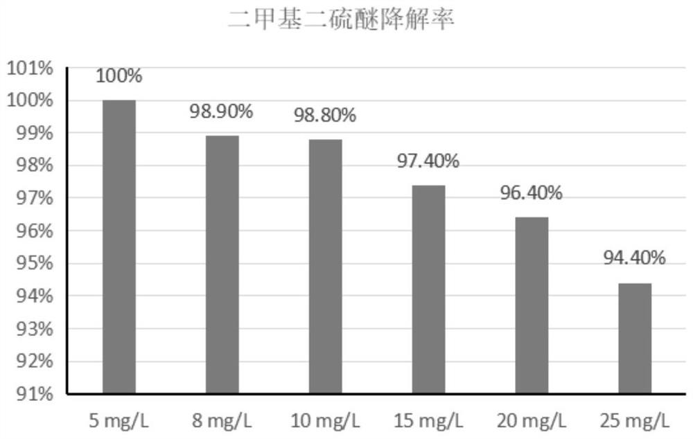 Bacillus isothermal layer GDUTAN16 for degrading dimethyl disulfide and application of bacillus isothermal layer GDUTAN16