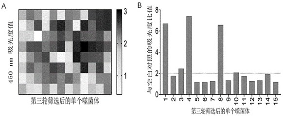 Nano antibody for resisting novel coronavirus and variant thereof as well as preparation method and application of nano antibody