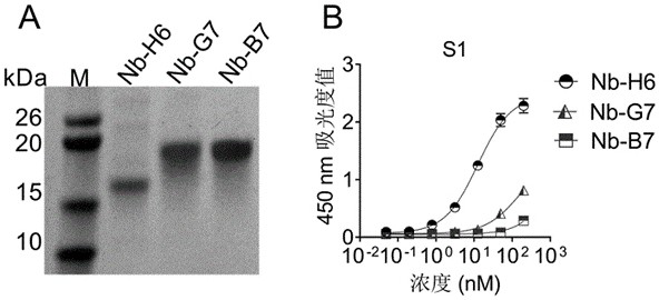 Nano antibody for resisting novel coronavirus and variant thereof as well as preparation method and application of nano antibody