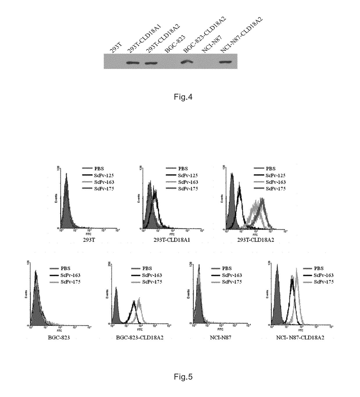 Immunologic effector cell of targeted cld18a2, and preparation method and use thereof
