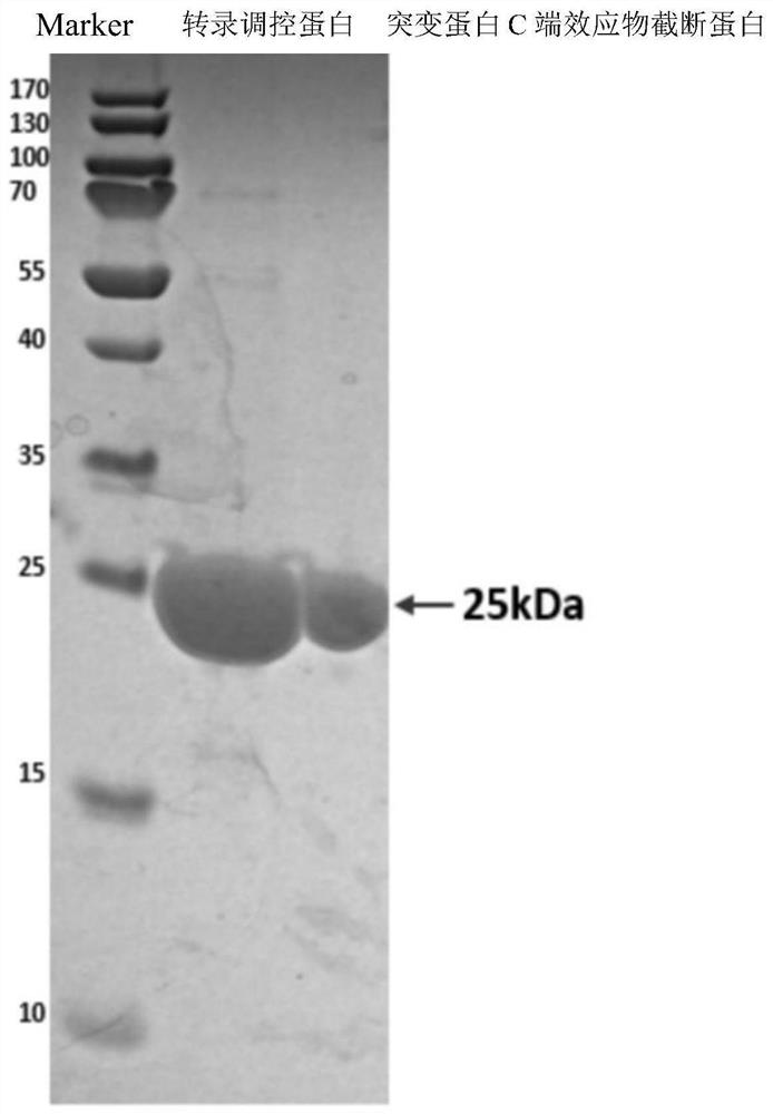 Rhizobium tianshanense transcription regulation protein MsiR mutant protein and application thereof in canavanine biosensor