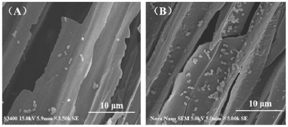 Ferroferric oxide modified biochar immobilized polycyclic aromatic hydrocarbon degrading bacterial agent as well as preparation and application thereof