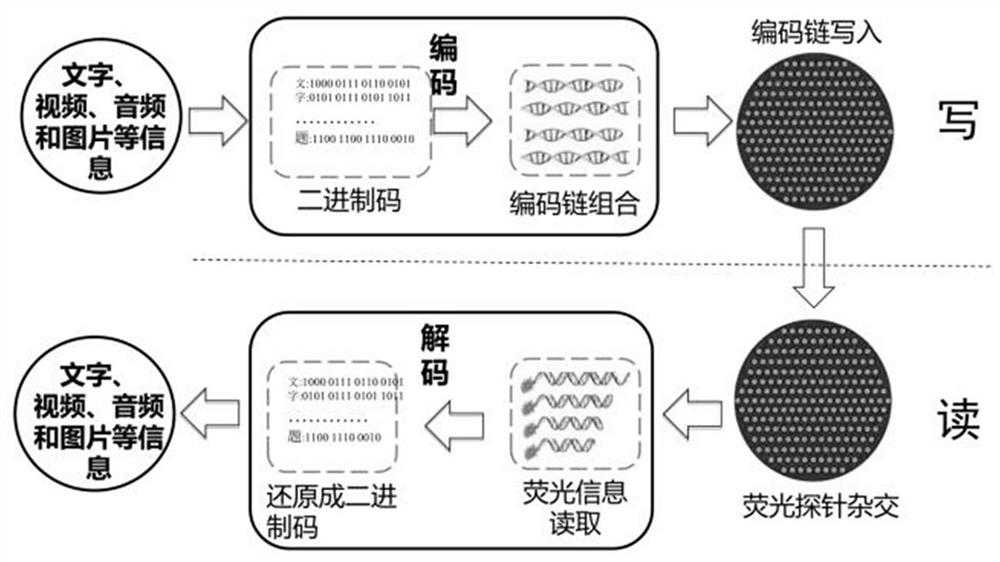 A DNA hybridization information storage encryption method based on dual probe specific separation