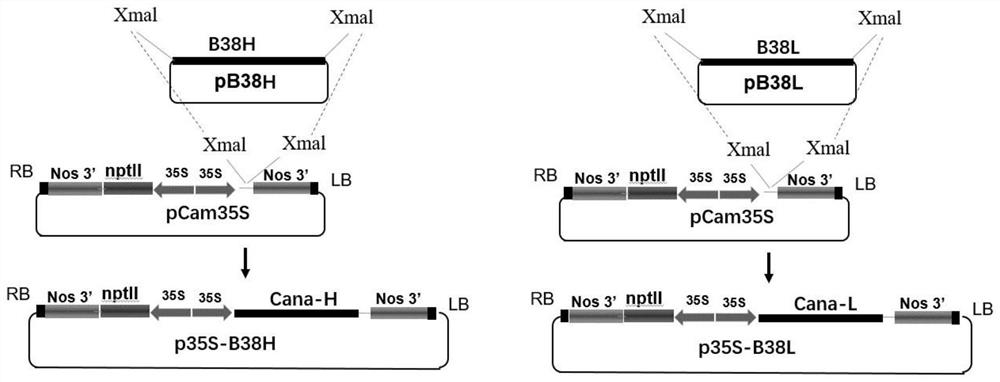 Application of plants as hosts in expression of novel coronavirus pneumonia neutralizing antibody B38 antibody and/or H4 antibody