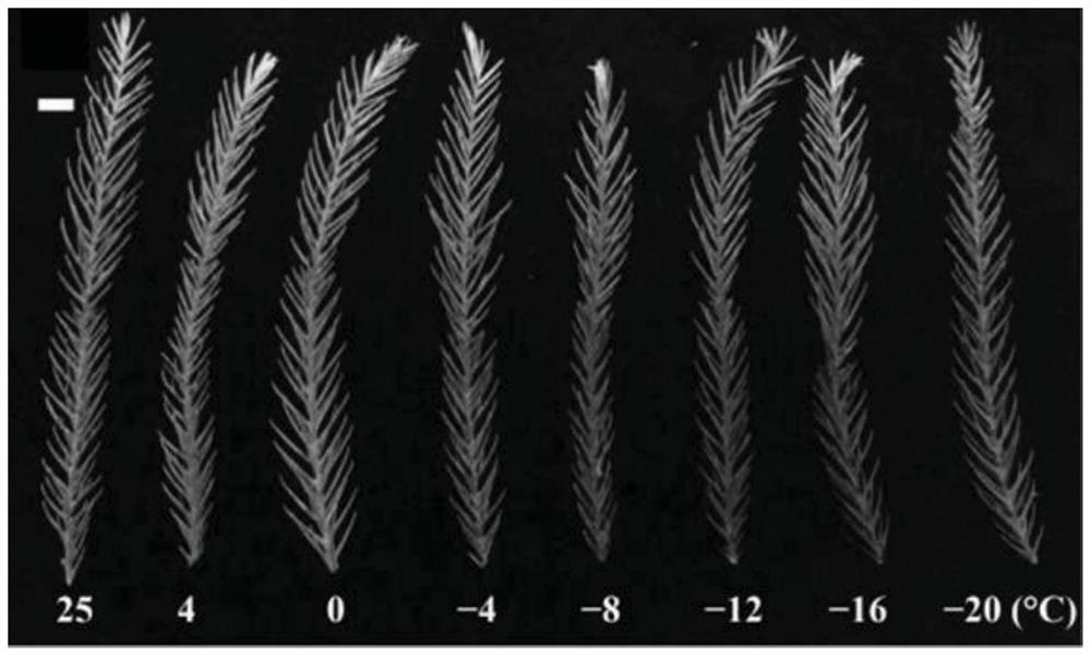 A kind of Cedar cfice1 gene and its application