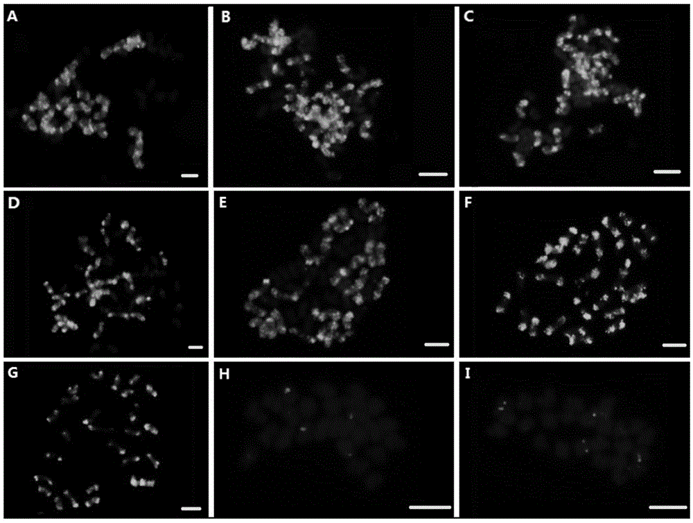 A Method for Marking Cotton A Genome and A Sub-genome Chromosome Ends