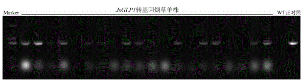 Yangbi walnut germin-like protein gene JsGLP1 and application thereof