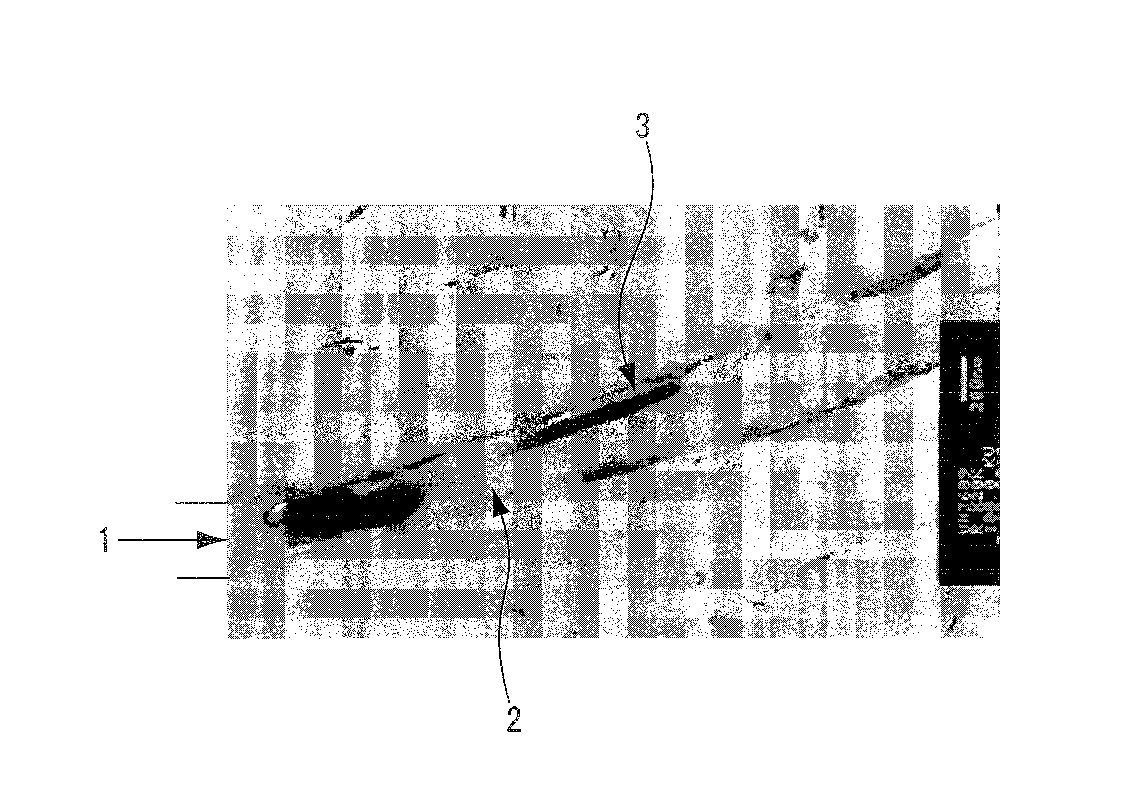 Extruded thermoplastic resin foam