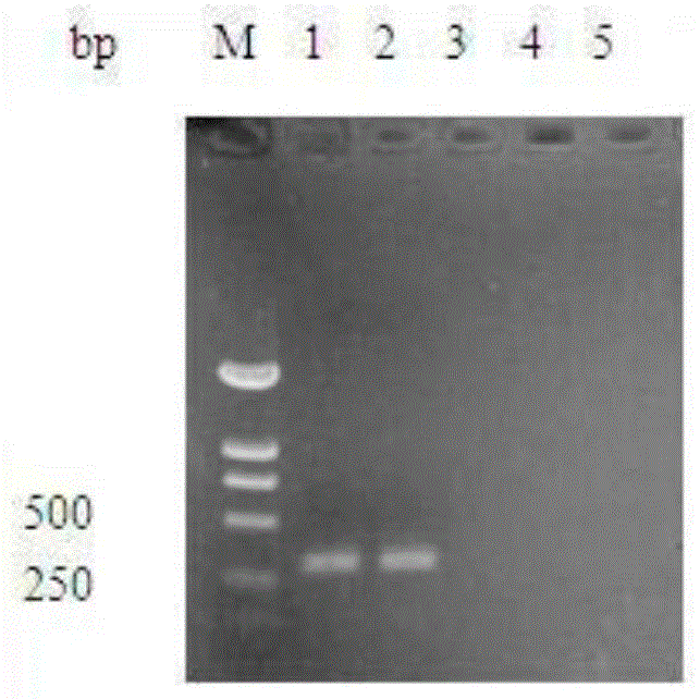 Preparation method of refined egg yolk antibody for duck viral hepatitis