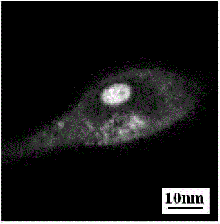 Application of a near-infrared bioluminescence dye in live cell imaging