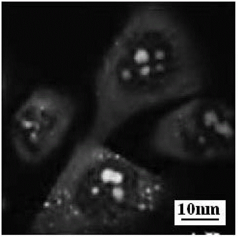 Application of a near-infrared bioluminescence dye in live cell imaging