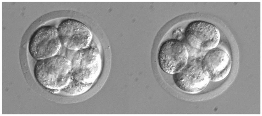 Application of DPBS (Dulbecco's phosphate buffered saline) free of calcium and magnesium ions in mouse embryo blastomere biopsy