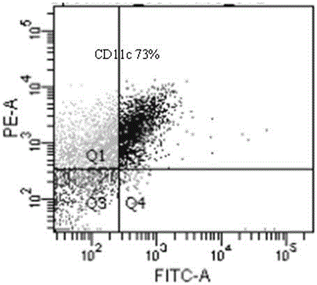 Brucella L7/L12 protein antigen epitope polypeptides and application thereof