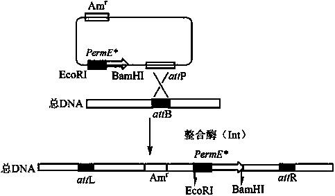 Genetically engineered bacterium for converting cephalosporin C and preparation method thereof