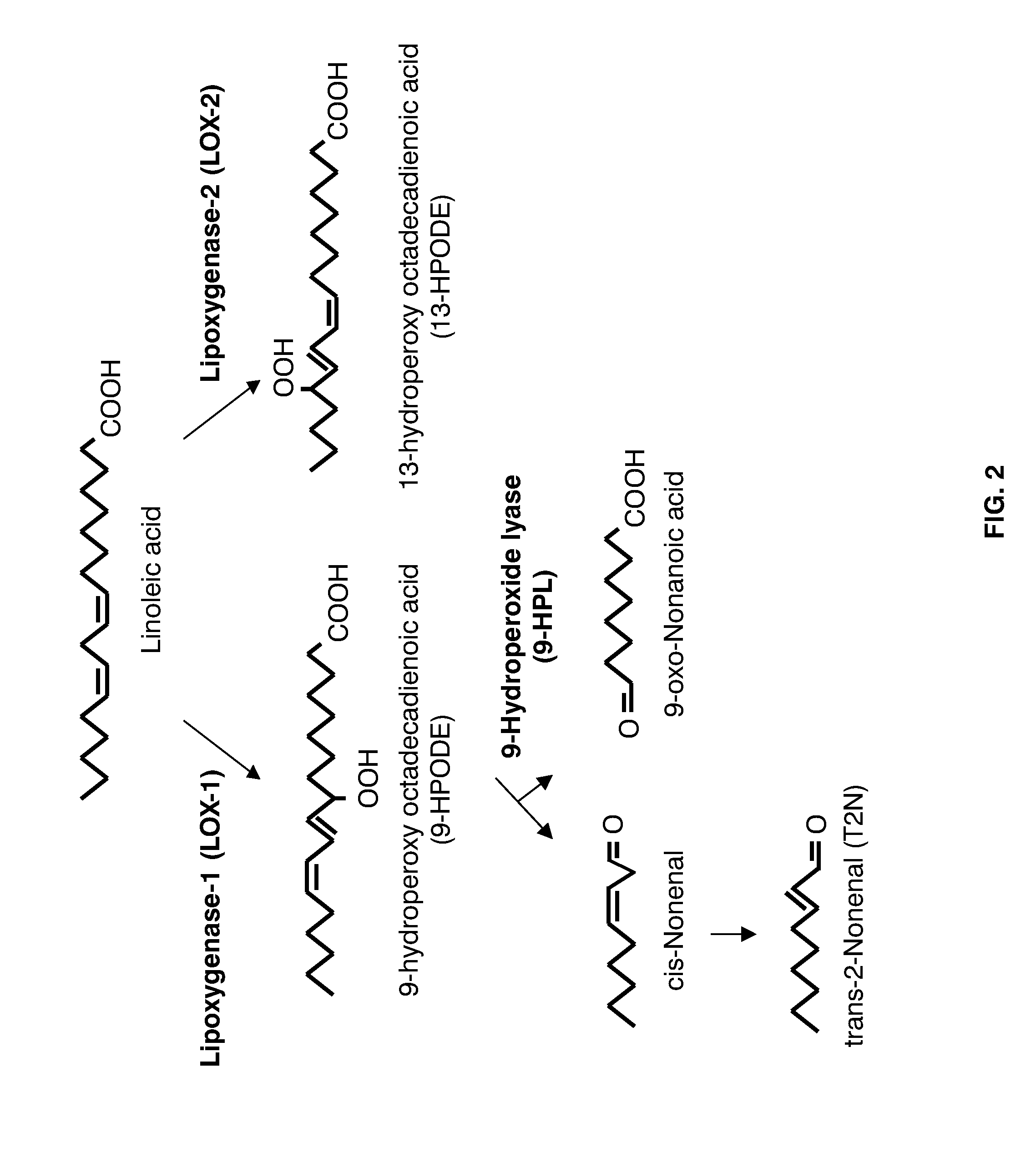 Barley with reduced lipoxygenase activity and beverage prepared therefrom