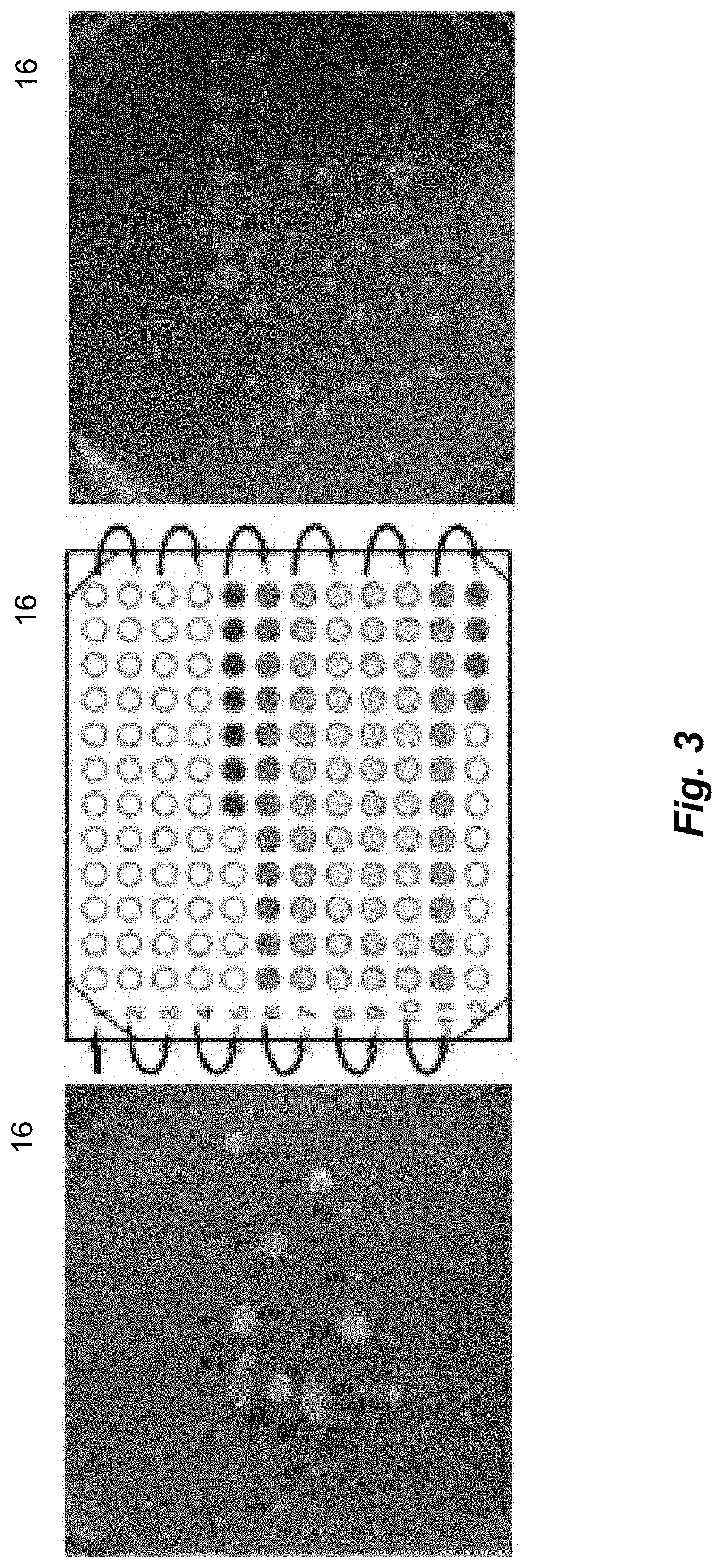 Systems and method for electrophoretic fractionation of the microbiome
