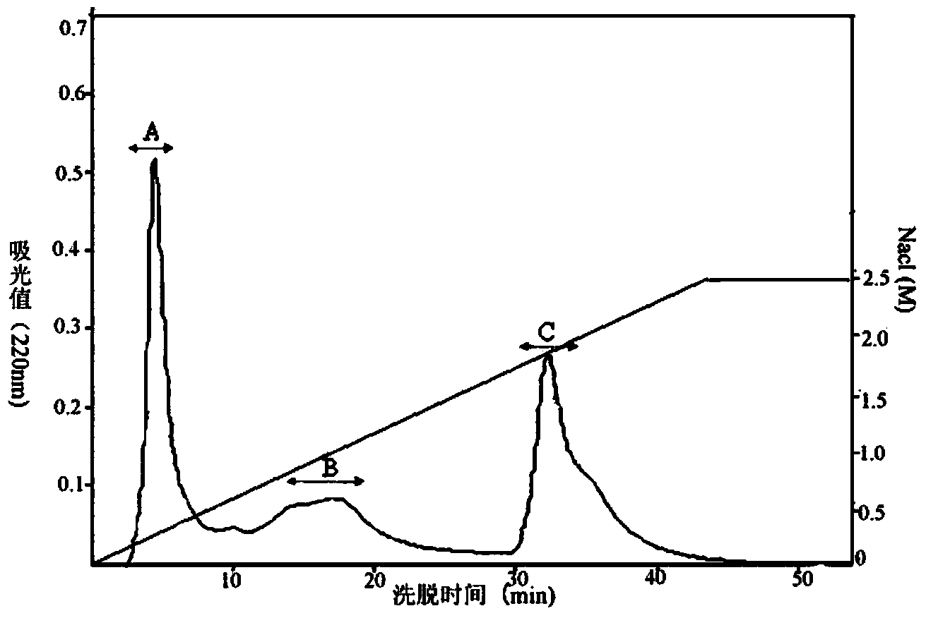 Active polypeptide separated from anchovy