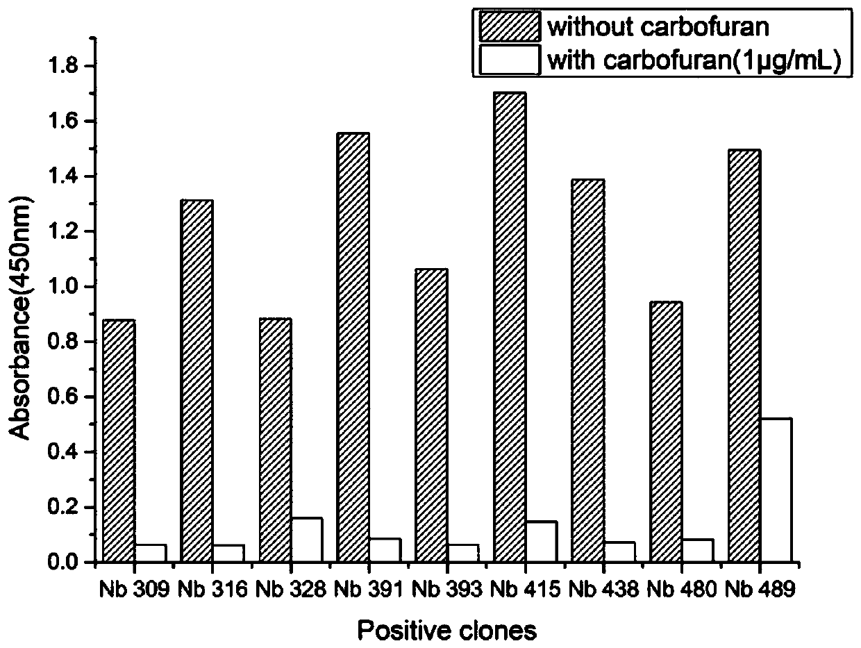 Nano-antibody of carbofuran pesticide and preparation method and application of nano-antibody