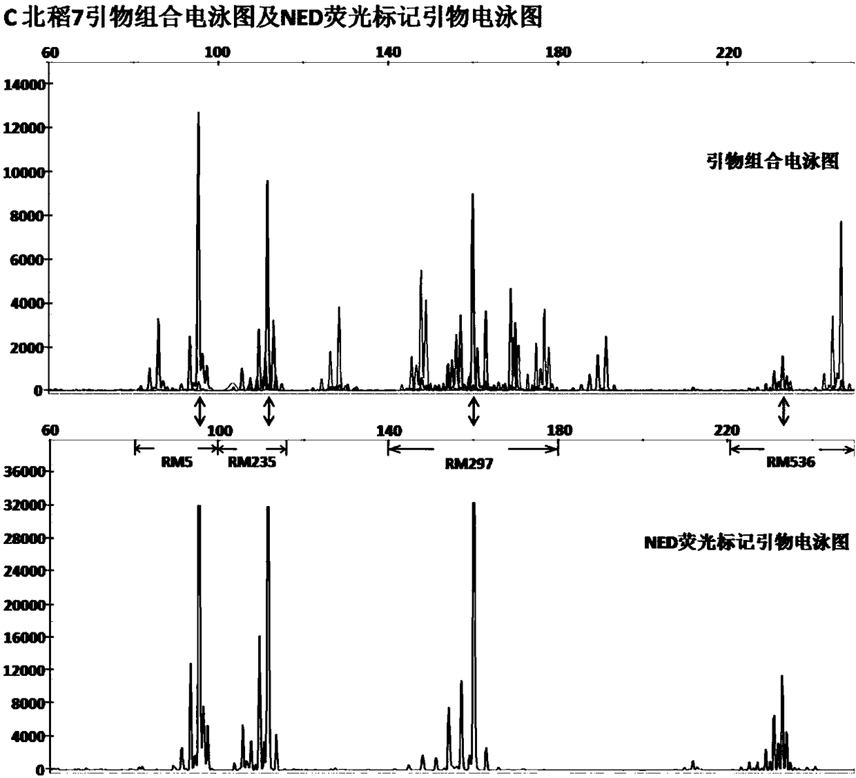 Set of paddy rice SSR molecular markers suitable for capillary electrophoresis detection technology, and applications thereof