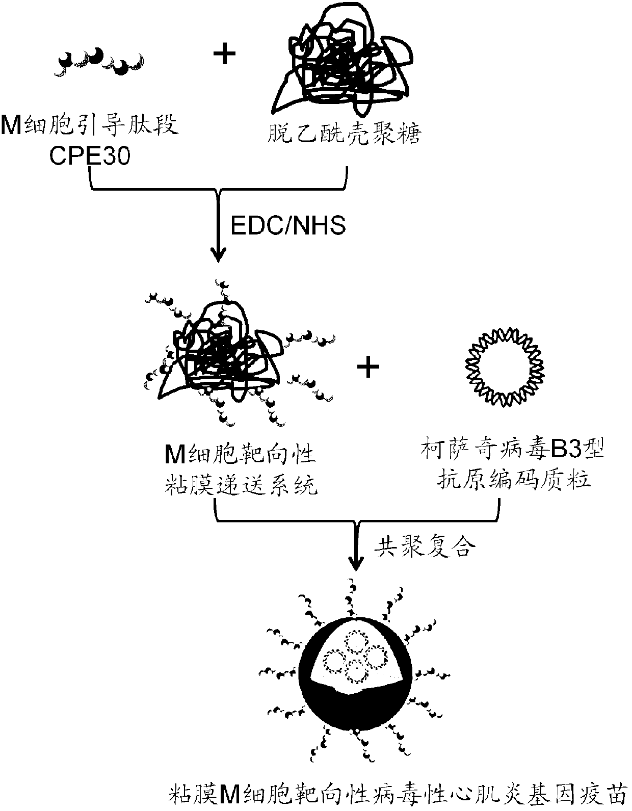 Mucosa M-cell targeted viral myocarditis gene vaccine and preparation method thereof