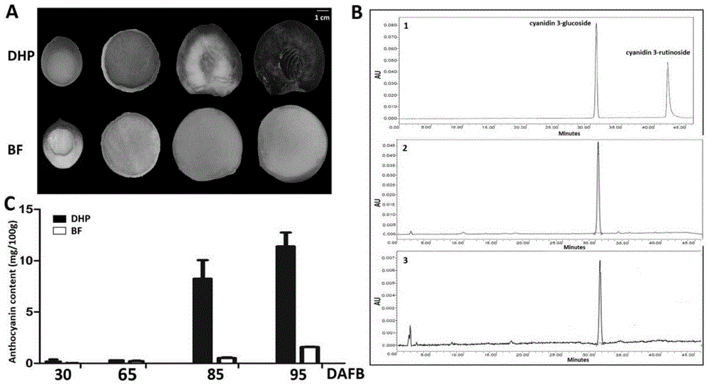 Gene PpRd for regulating fruit flesh cyanin synthesis and application thereof