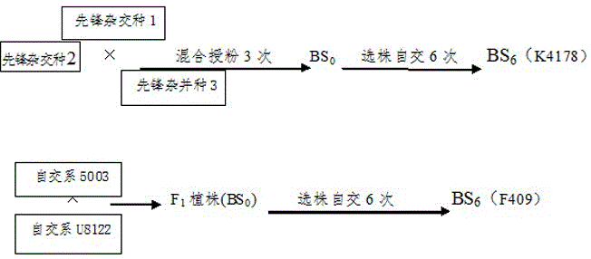 Breeding method of hybrid corn