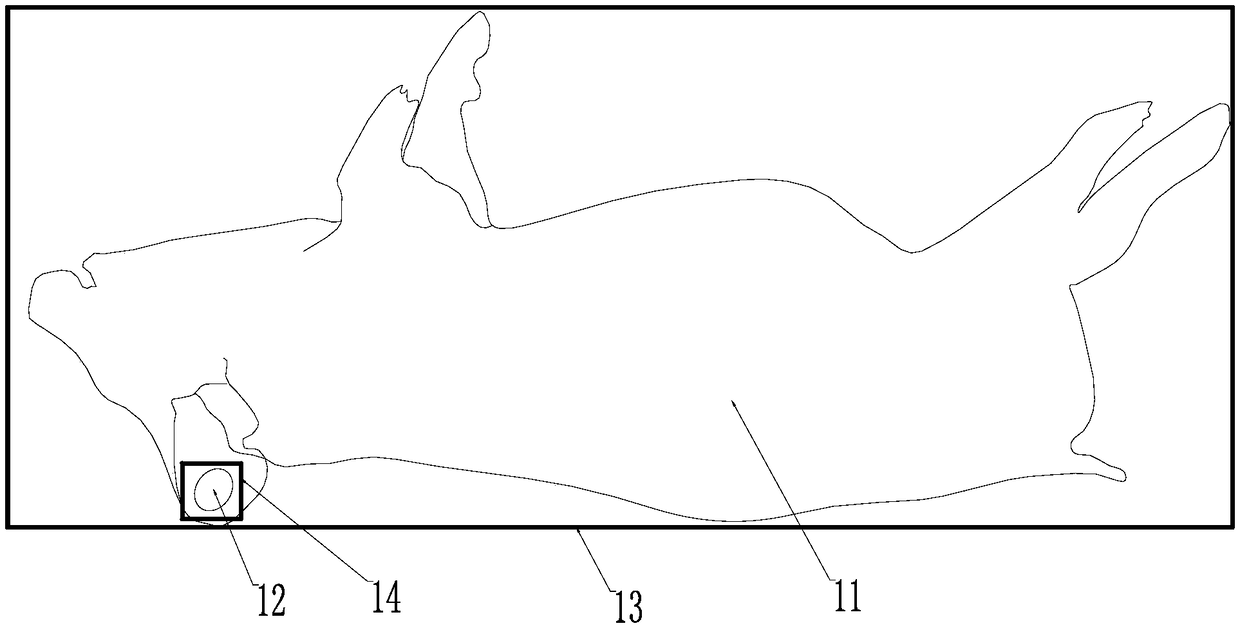 Pig body length measurement method and system based on images