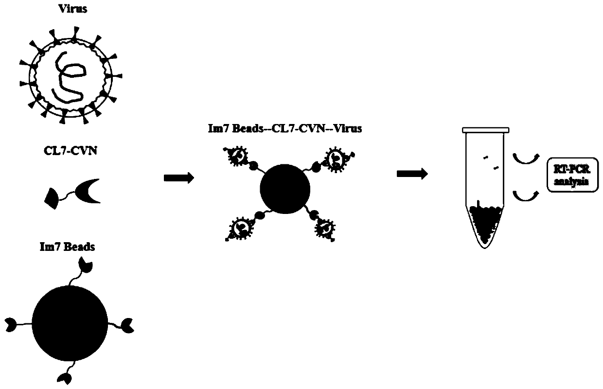 Method for separating, enriching and detecting enveloped viruses on basis of CL7-CVN and Im7 system