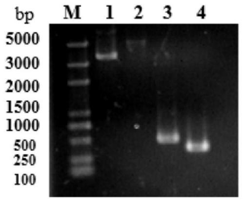 Method for separating, enriching and detecting enveloped viruses on basis of CL7-CVN and Im7 system