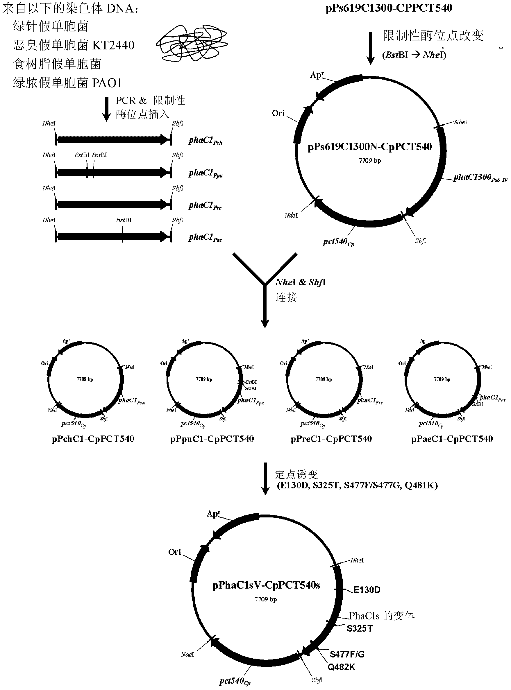 Preparation method of lactate polymers and lactate copolymers using polyhydroxyalkanoate synthase mutants