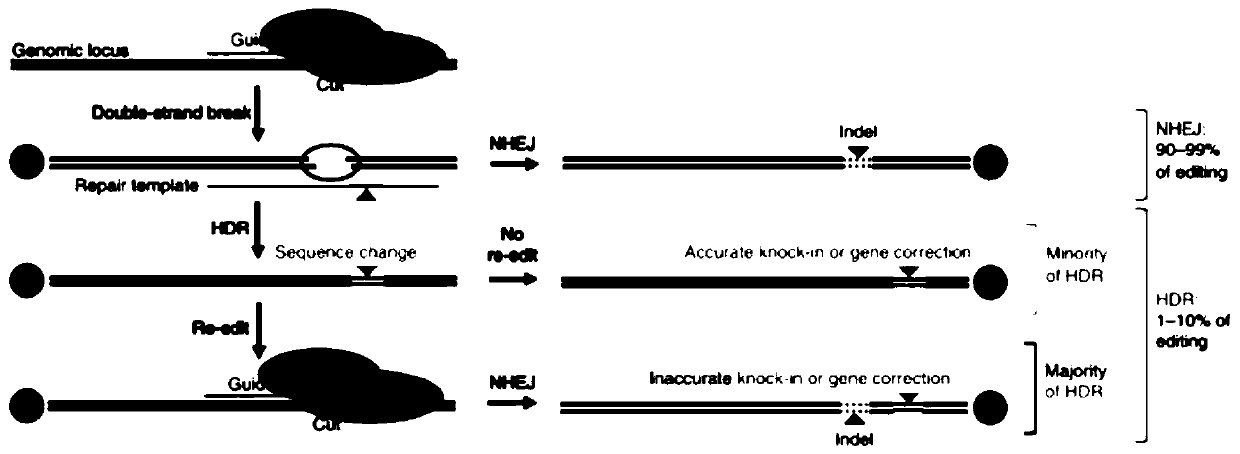 Single base mutation method and adopted system