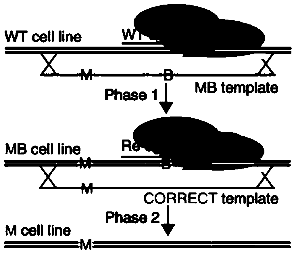 Single base mutation method and adopted system