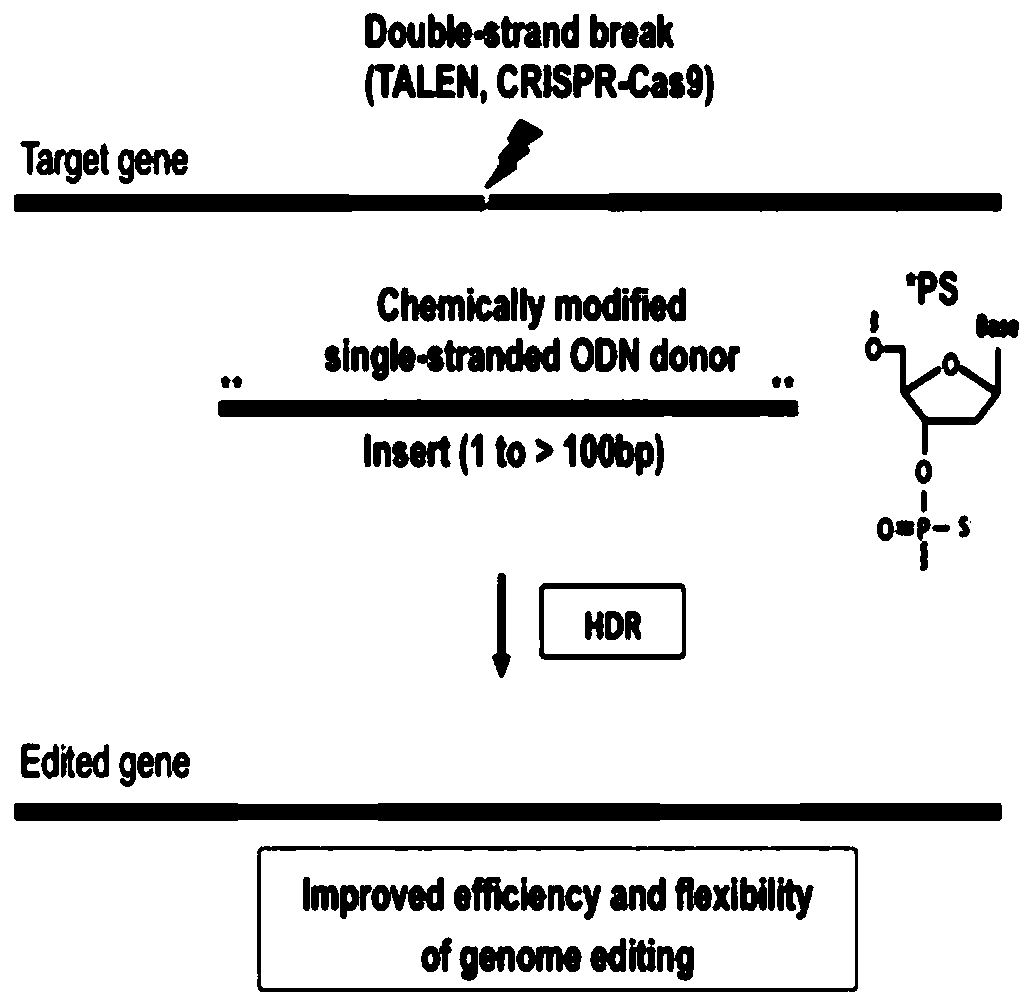 Single base mutation method and adopted system