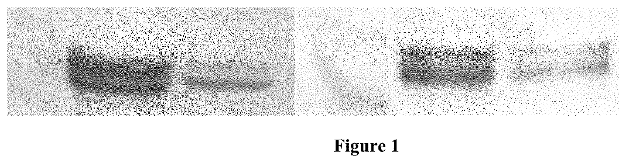 DIAGNOSTIC AND THERAPEUTIC FOR THE IDENTIFICATION AND TREATMENT OF SARS-CoV-2