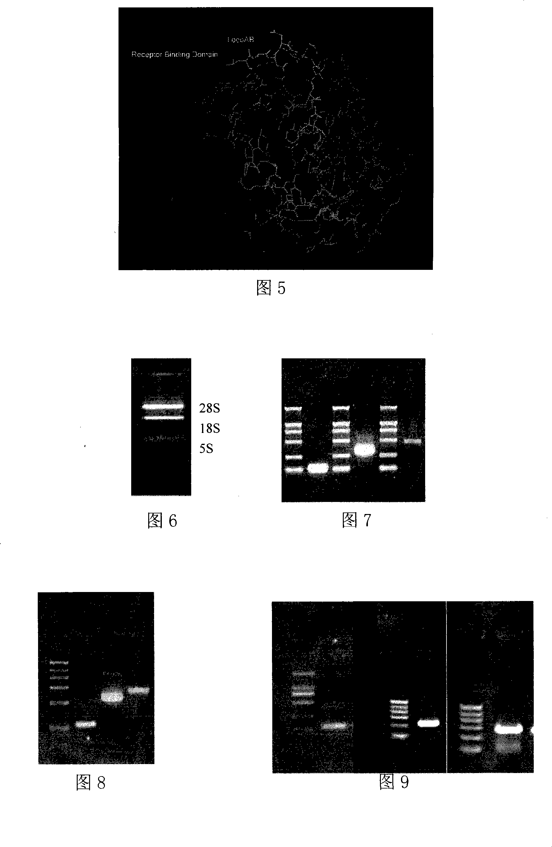 Human interleukins-22 mutant as well as construction method and use thereof
