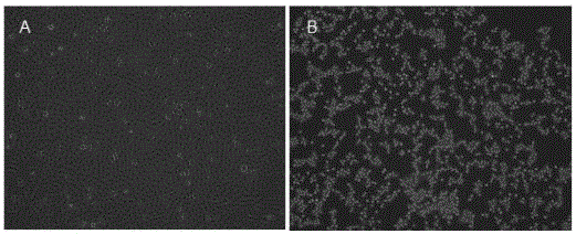 Inactivated vaccine for CH-JL5 strain of Feline calicirus