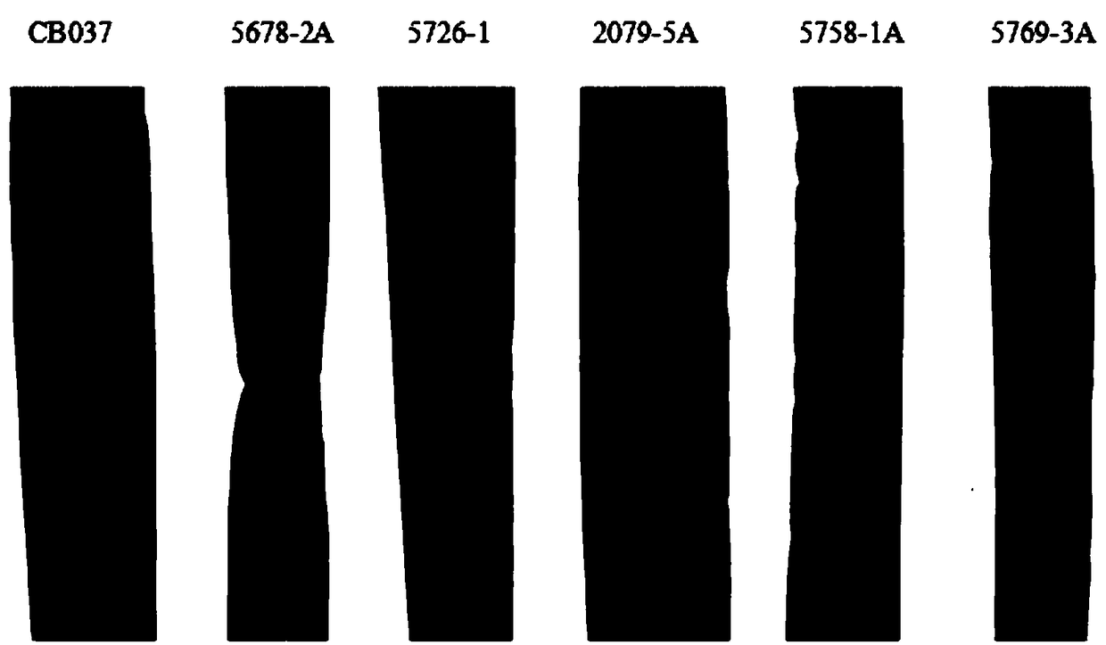 Application of puccinia striiformis (PSTG_17694) gene in prevention and treatment of puccinia striiformis and cultivation method of anti-puccinia-striiformis wheat