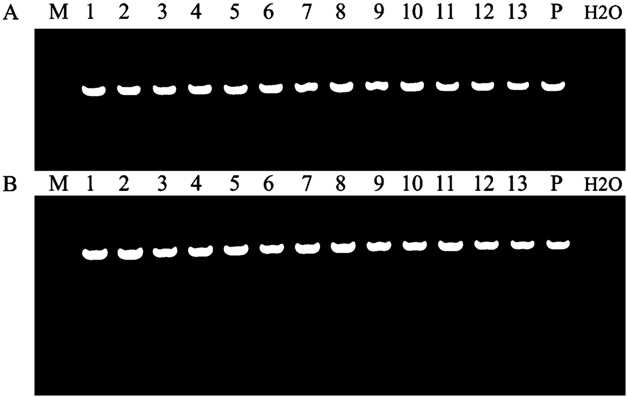 Application of puccinia striiformis (PSTG_17694) gene in prevention and treatment of puccinia striiformis and cultivation method of anti-puccinia-striiformis wheat