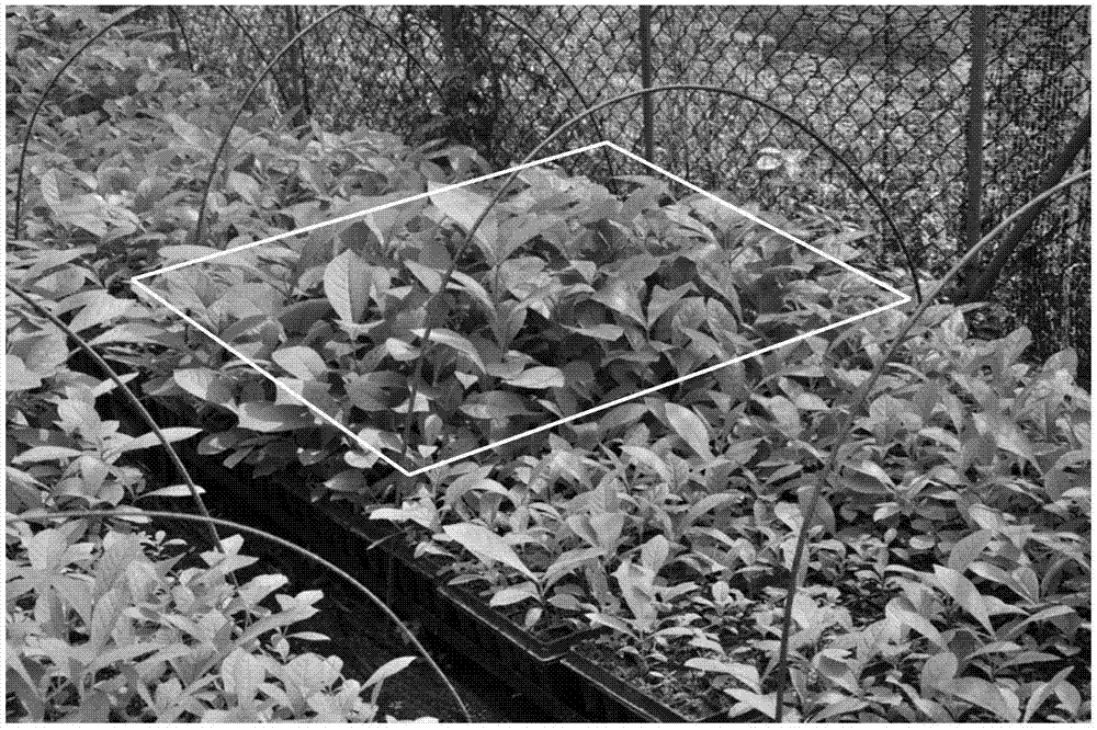 Teak seedling stage foliar fertilizer and application method thereof