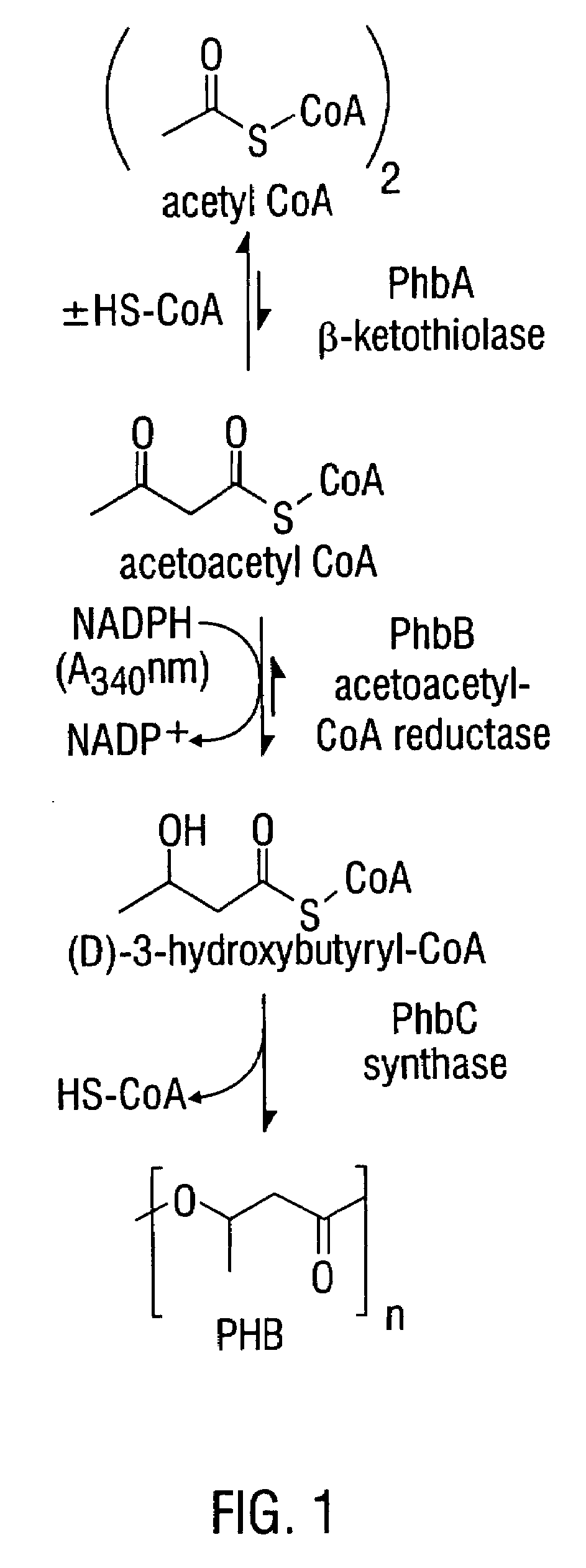 Modified threonine deaminase