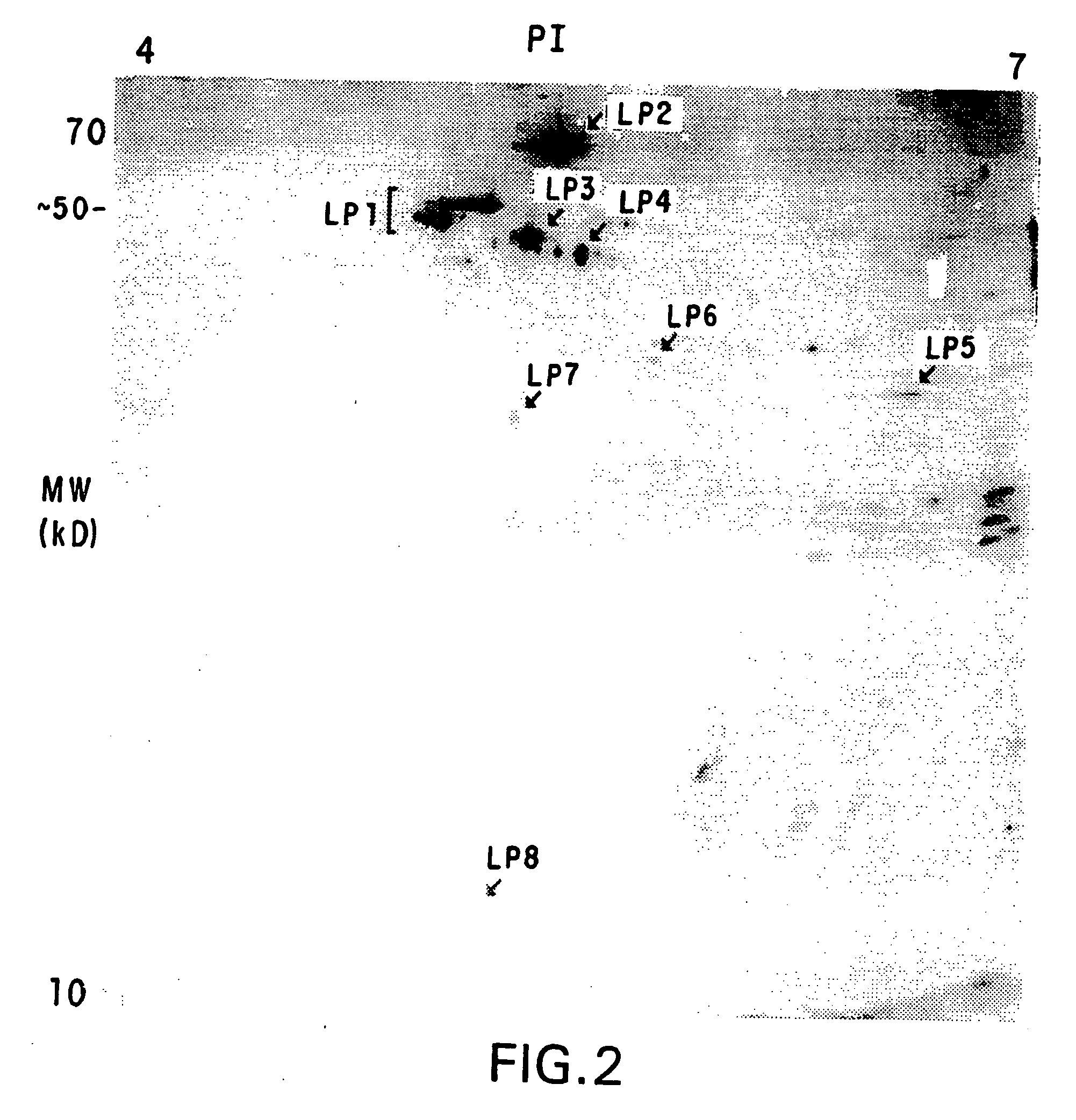 Method for identification of cellular protein antigens and presence of antibodies to specific cellular protein antigens in serum