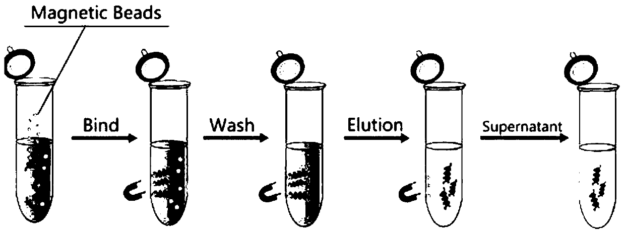 Method for improving purity of bispecific antibody by purification with magnetic beads