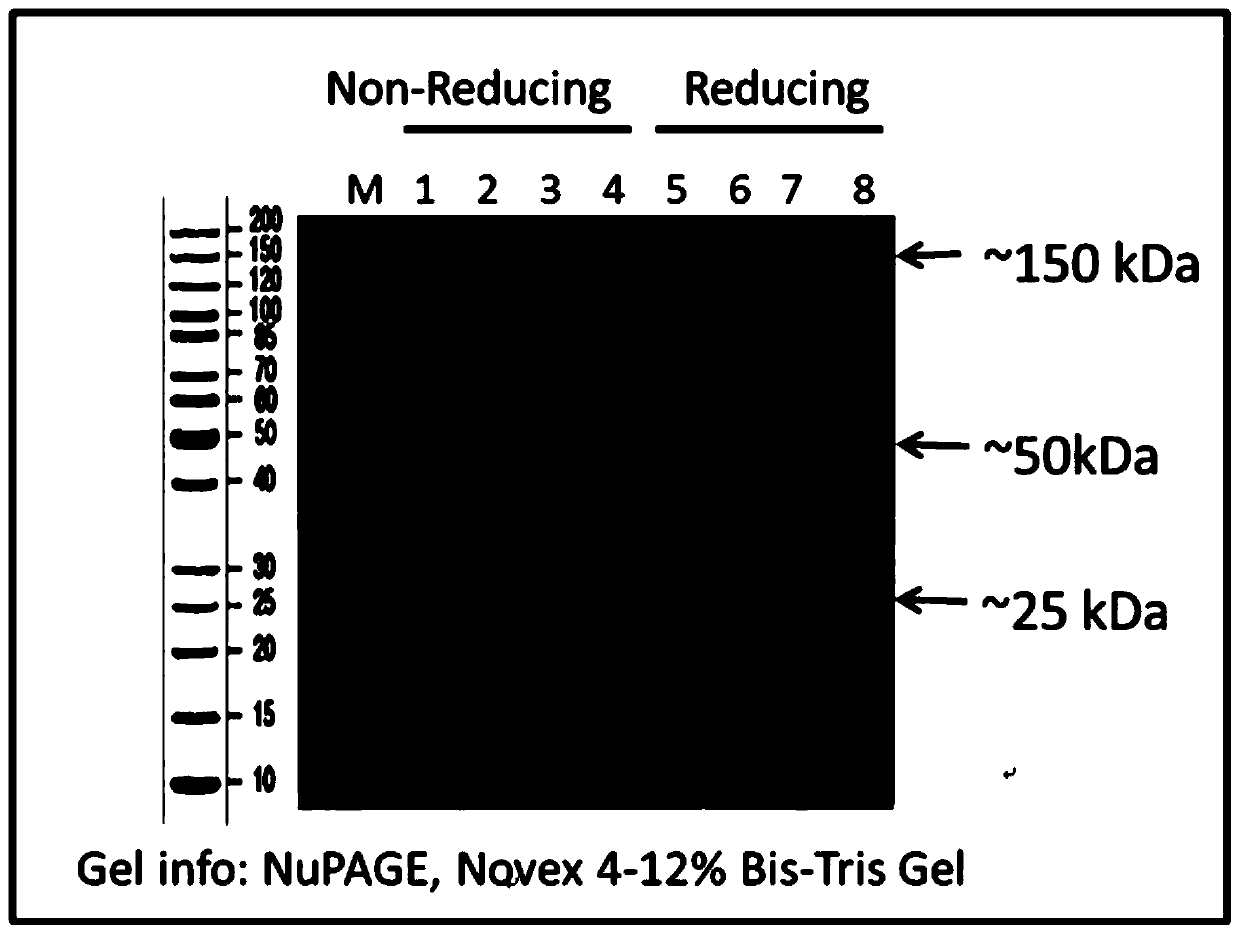 Method for improving purity of bispecific antibody by purification with magnetic beads