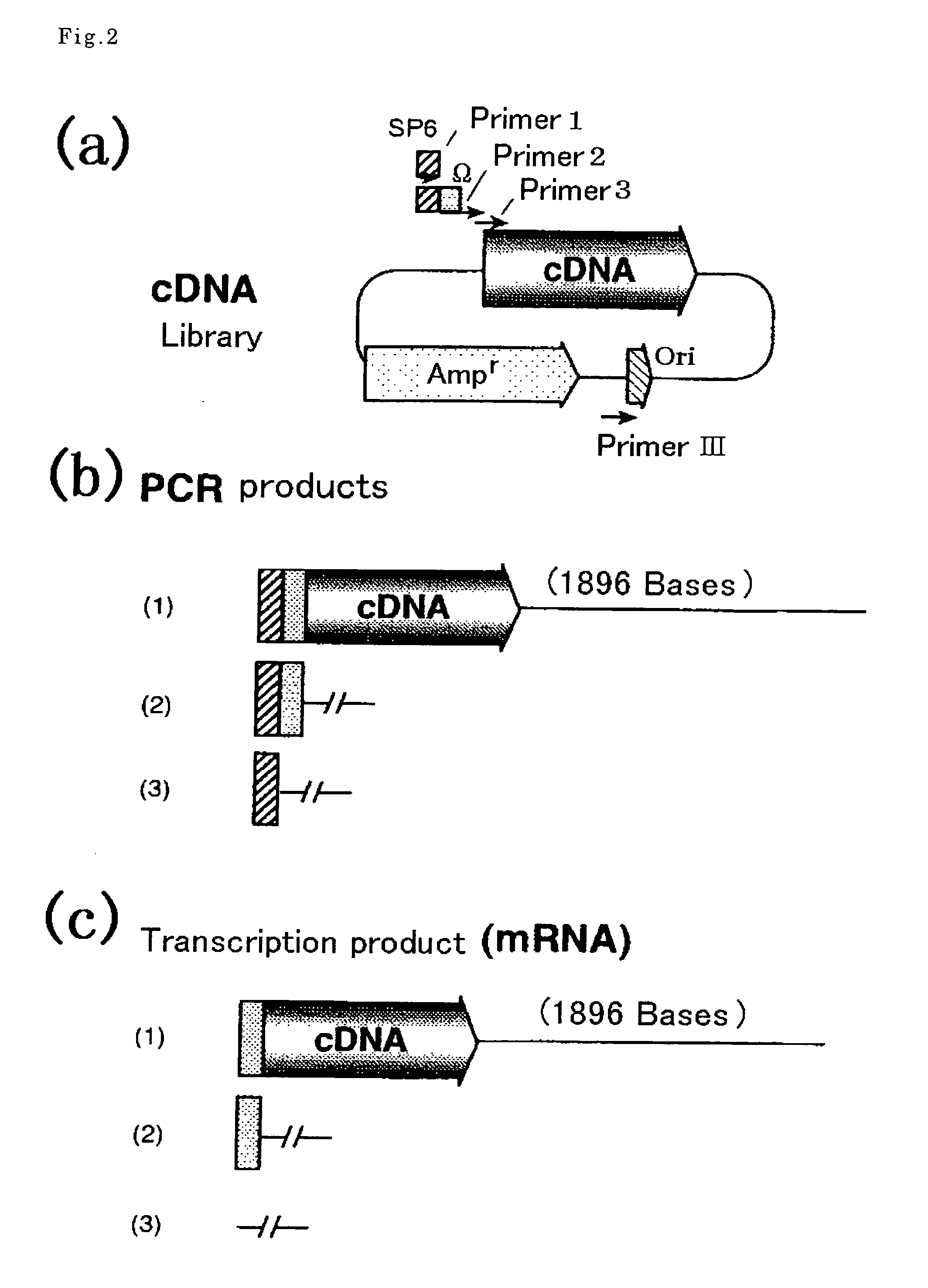 Transcription template for cell-free protein synthesis and method using the same