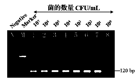 Highly specific gene segment of Cronobacter spp. and application thereof