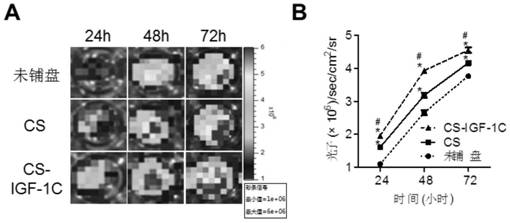 Injectable hydrogels incorporating igf-1c polypeptides