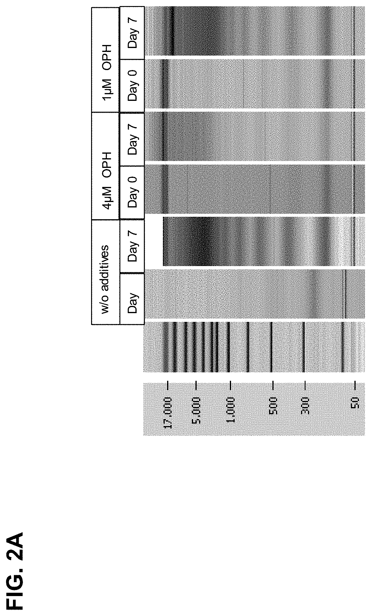 Stabilisation and isolation of extracellular nucleic acids