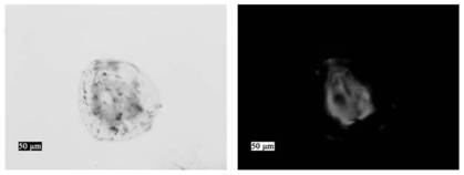 Colon-targeted gel microsphere with controllable core-shell ratio, and preparation and application of colon-targeted gel microsphere